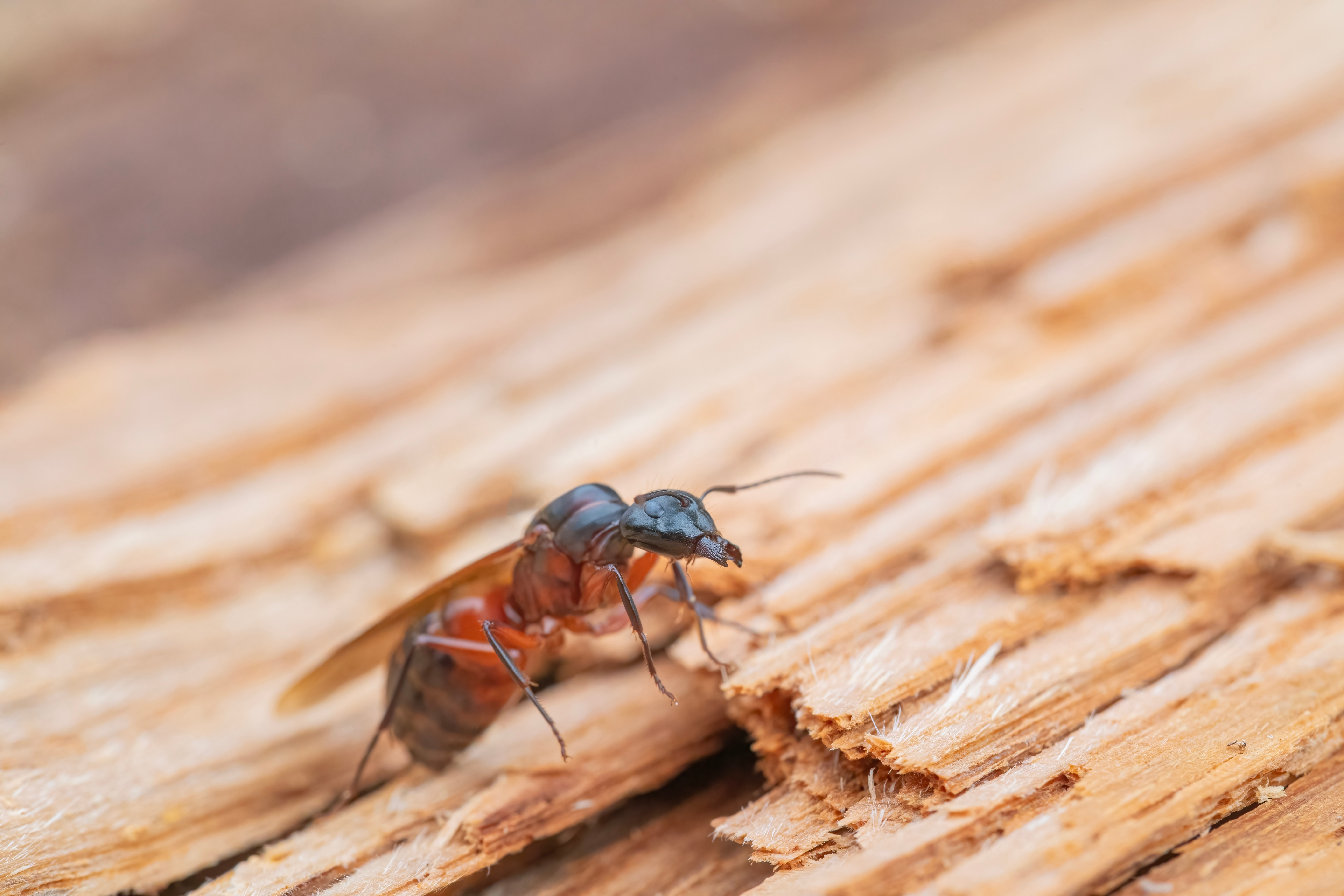 Winged carpenter ant swarmer on wood