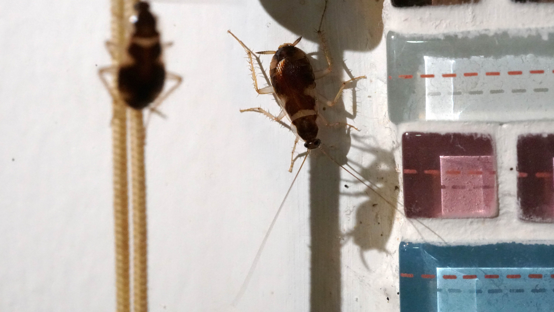 German cockroaches on a kitchen surface