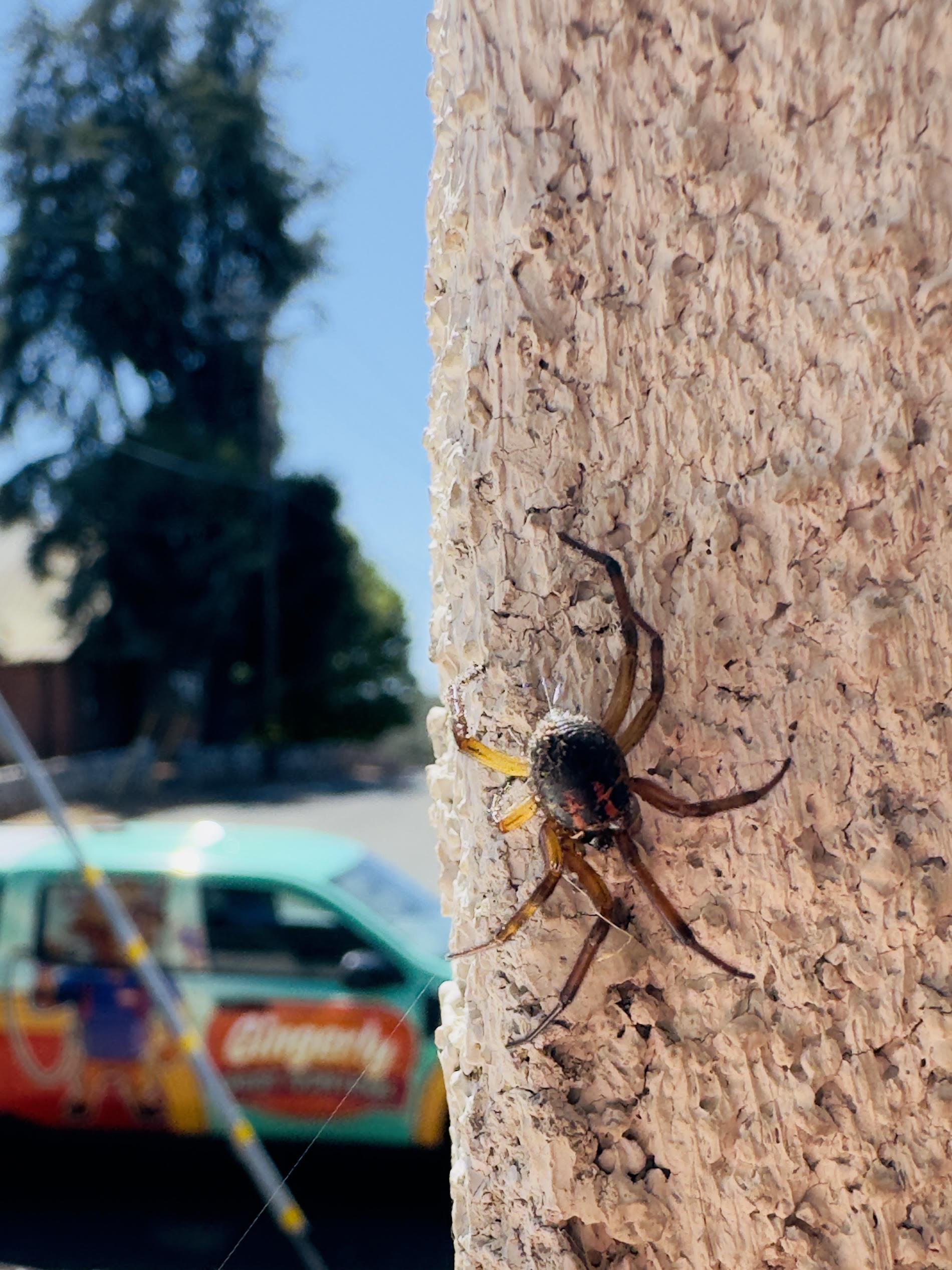 Large spider on a home's exterior wall in Placer County