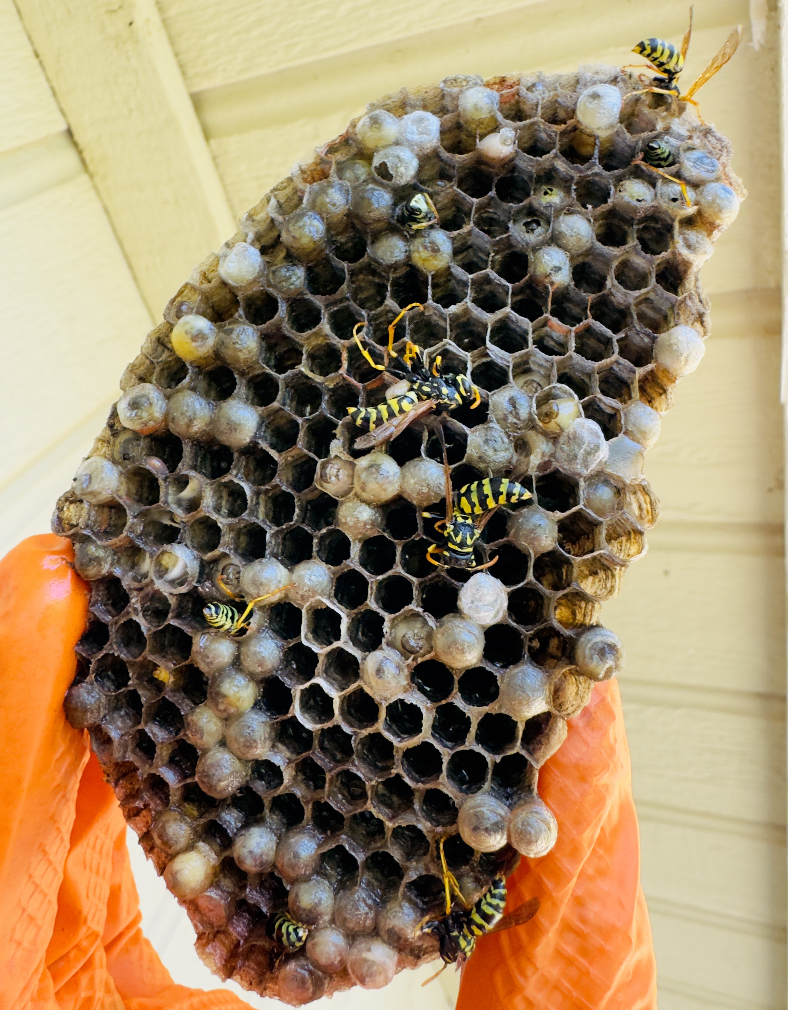 Removed yellowjacket nest comb with wasps, held by Gingerly Pest Control