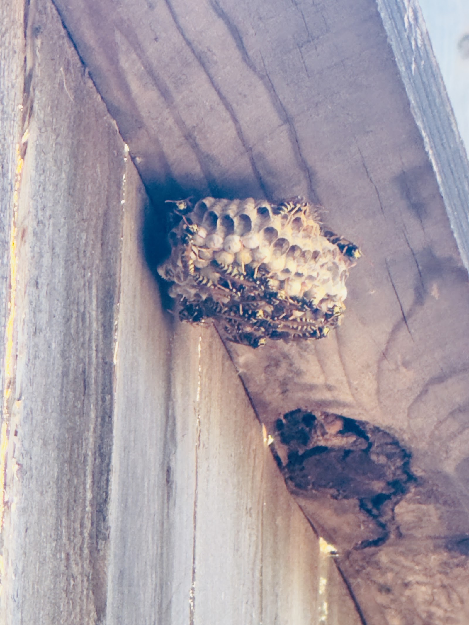 Paper wasp nest under a wooden eave at a Placer County home