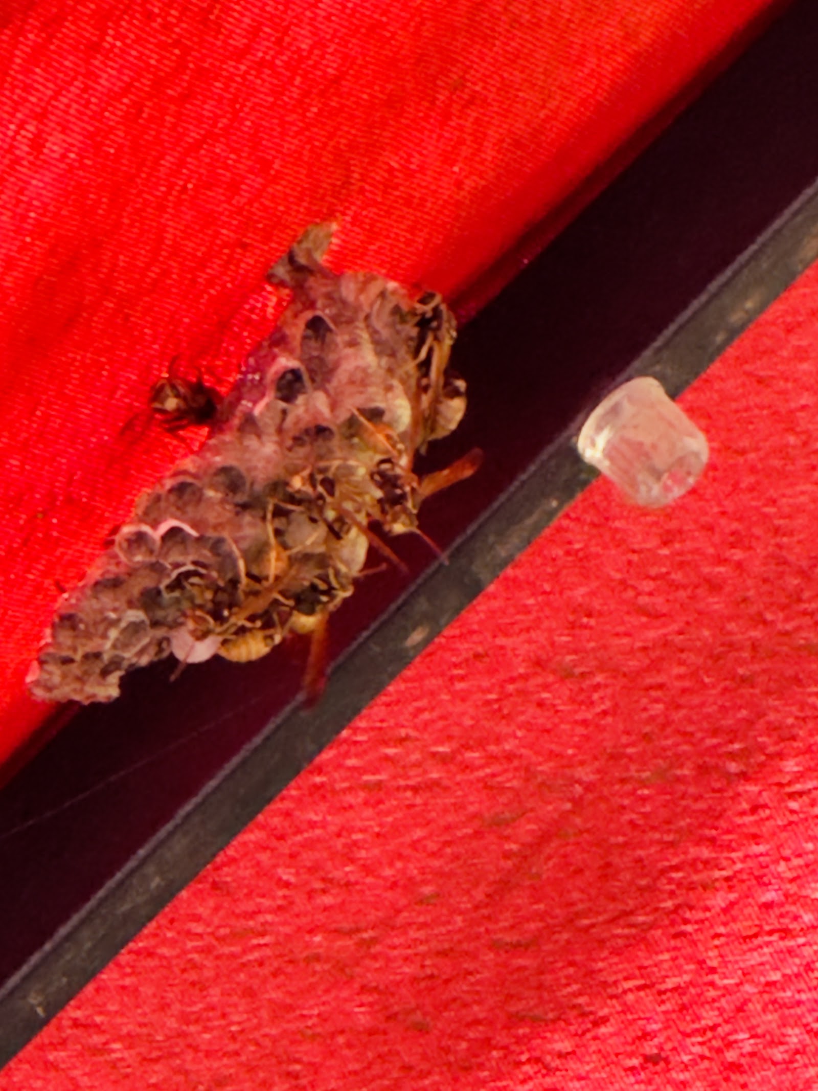 Paper wasps building a nest under a red patio umbrella