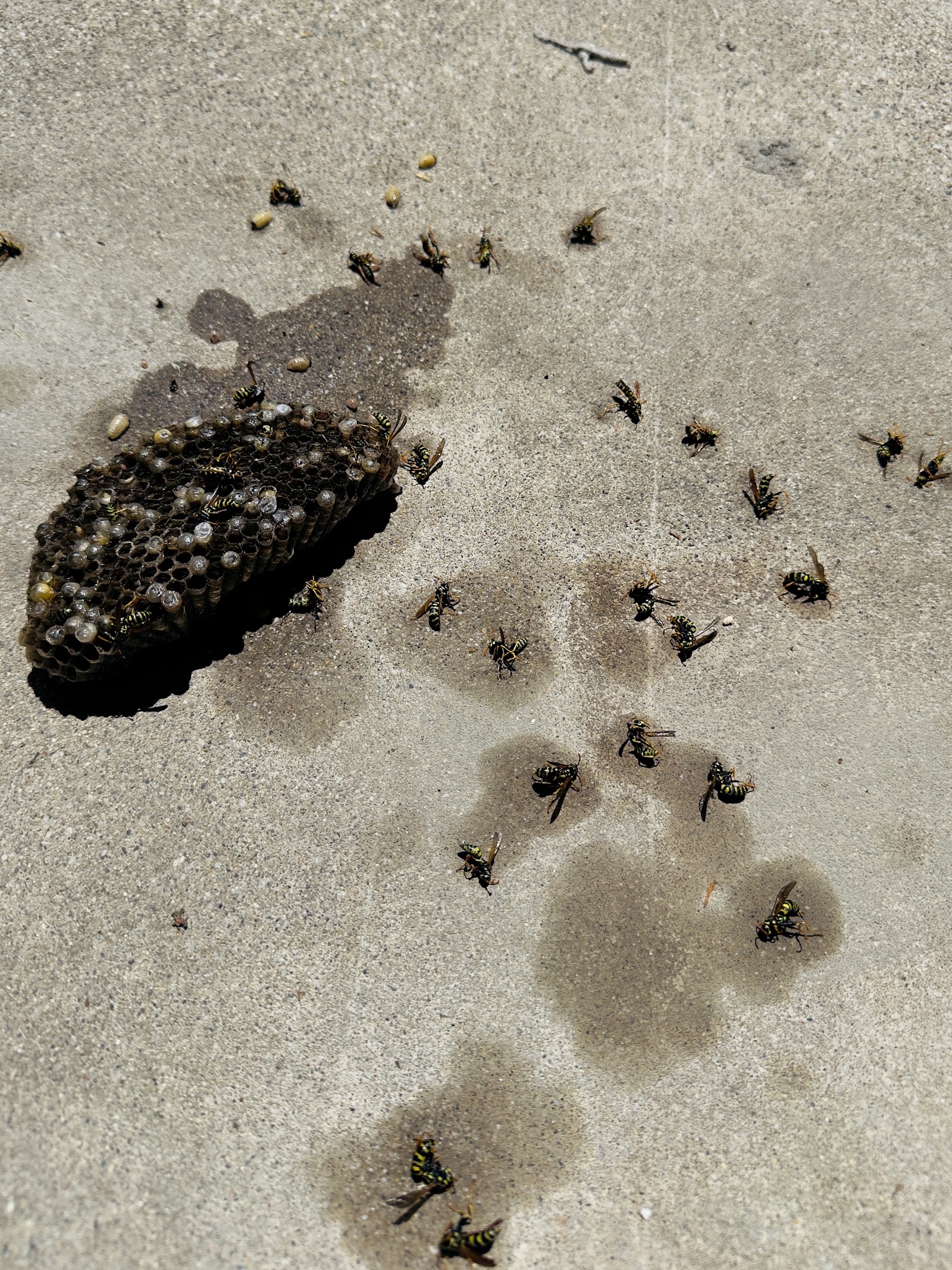 Removed yellowjacket nest with dead yellowjackets on concrete