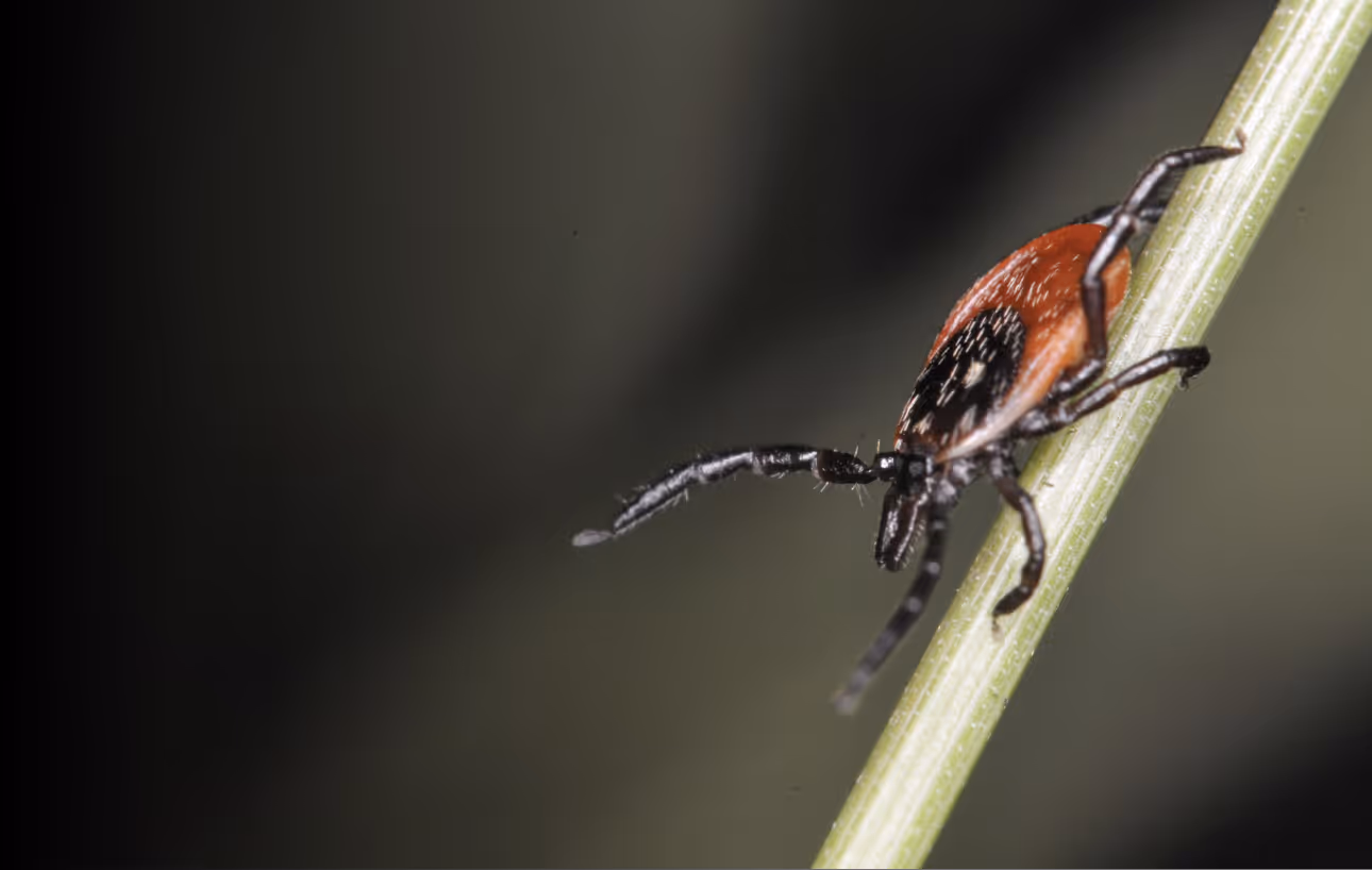A zoomed in image of a small orangeish-brown and black tick crawling down the stem of a leaf.