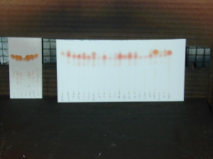 Thin layer chromatography plates showing separated components of a sample.
