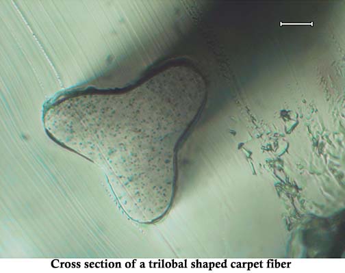Microscope view of fiber cross sections.