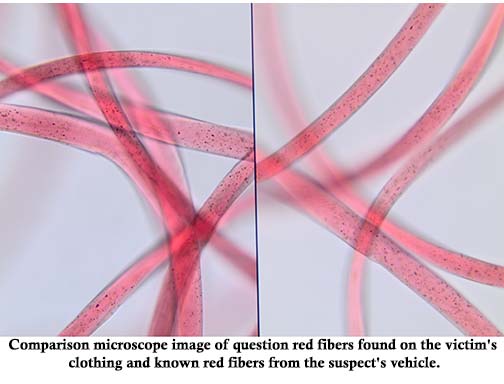 Two similar red fibers viewed under magnification.