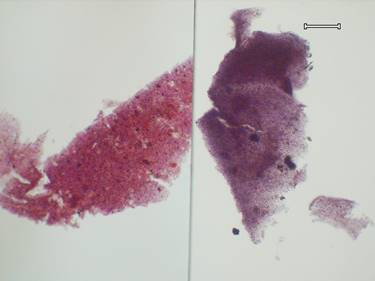 Two red paint layers compared side by side, showing different shades of red.