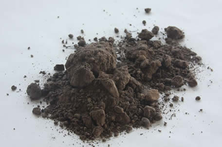 A soil sample prepared for examination.