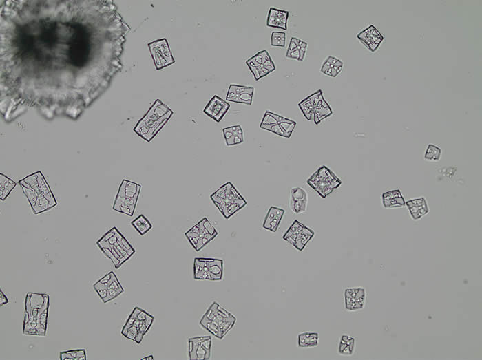 A photomicrograph of potassium cyanide recrystallized from a water and glycerin mixture.
