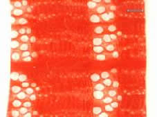 A prepared hardwood sample viewed under magnification.