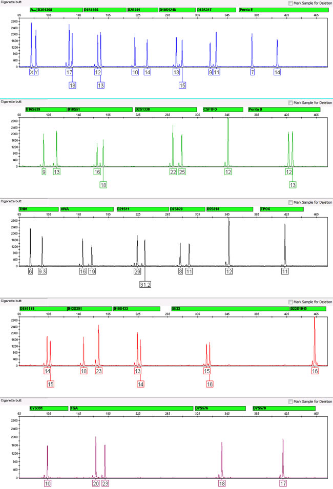 A complete male DNA profile showing information at each genetic location tested.