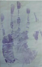 A latent print being developed using laboratory techniques.