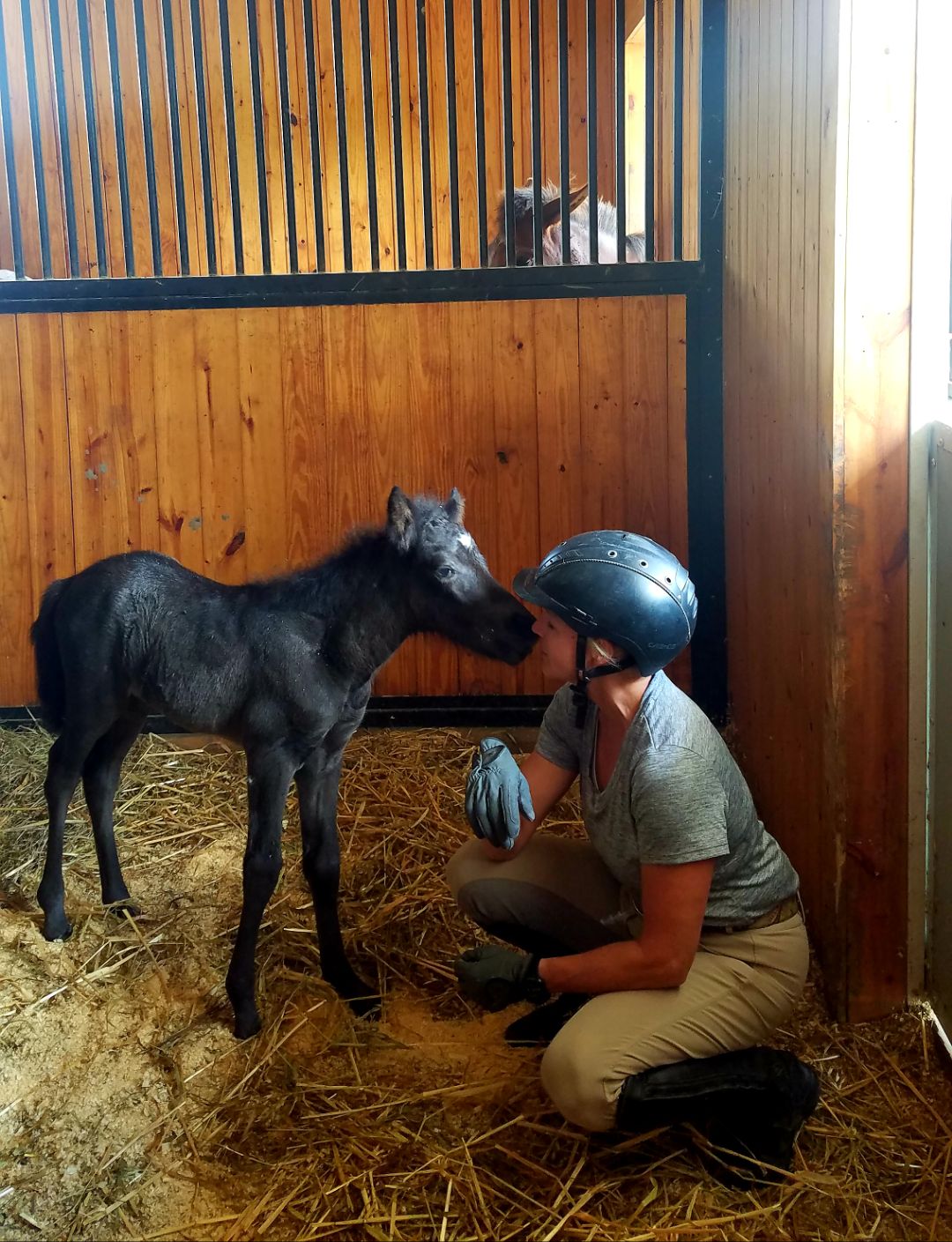 Photo credits to Lettleiki Icelandics LLC