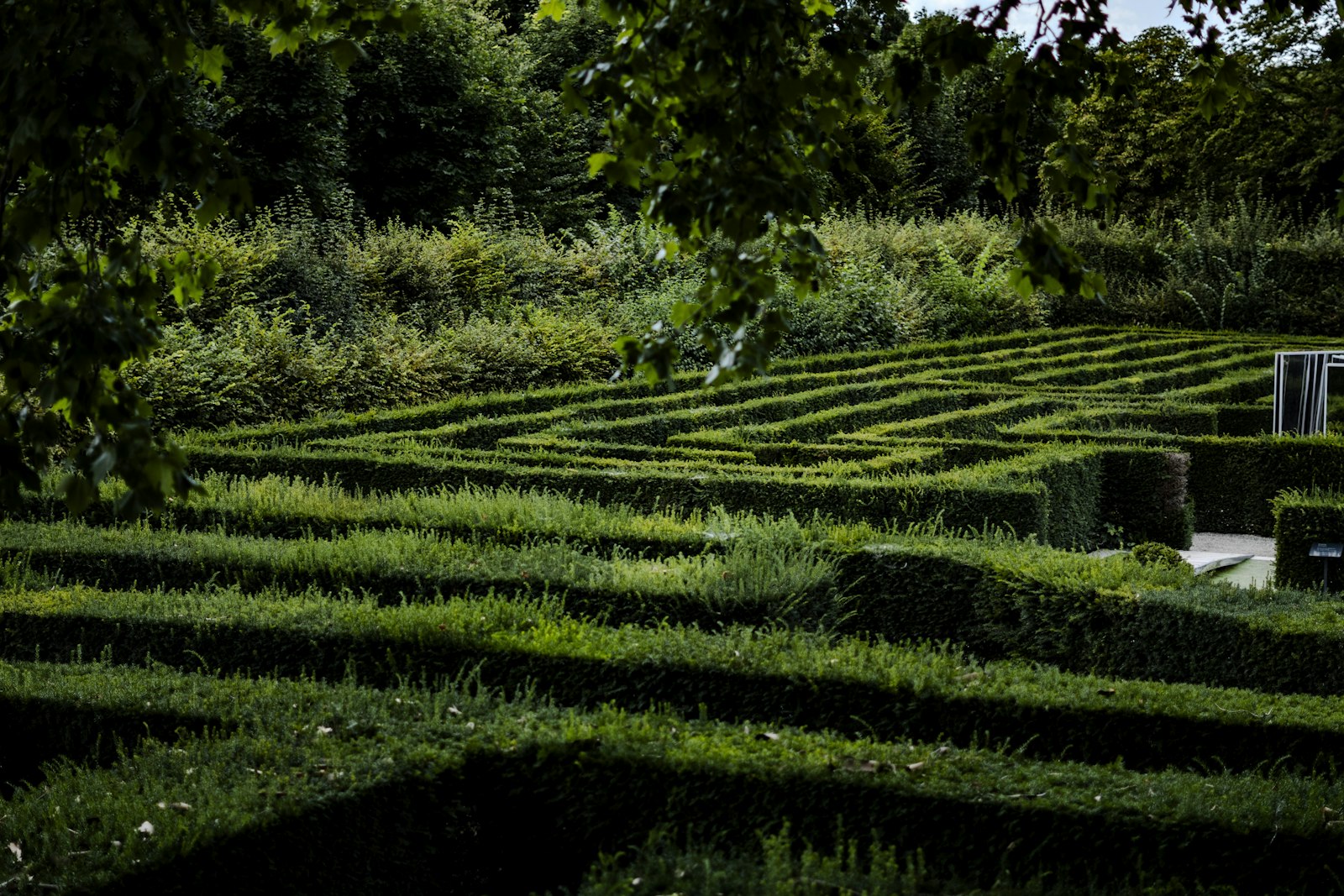 Un labyrinthe végétal