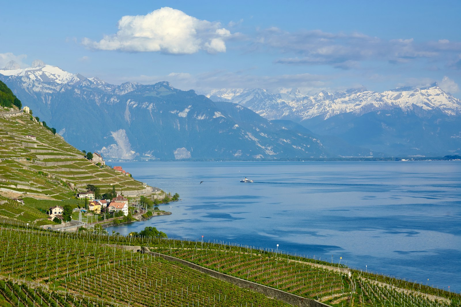 Les vignes en terrasses de Lavaux au-dessus du lac Léman, canton de Vaud