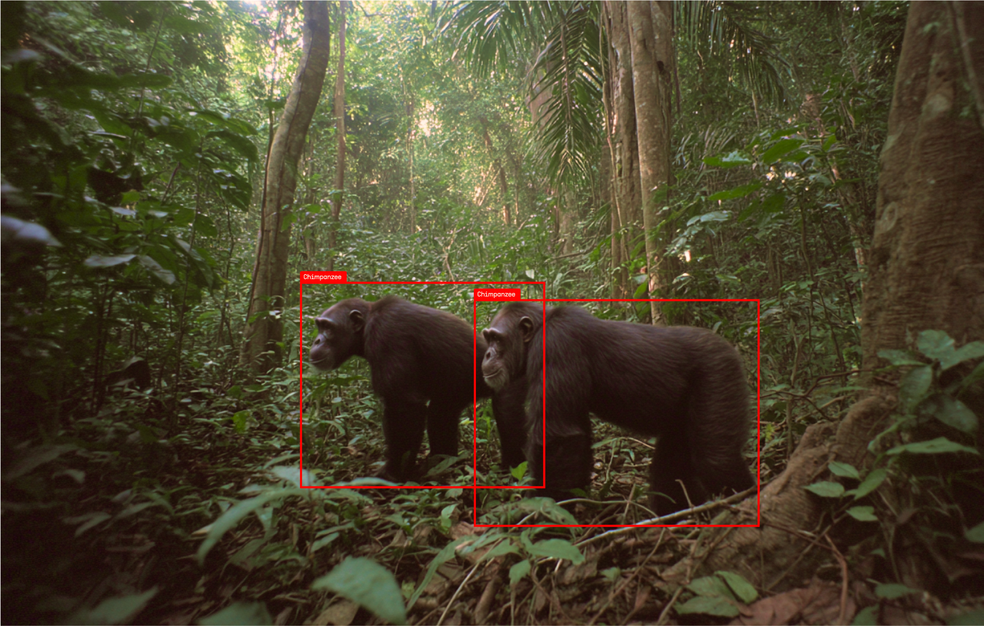 Below the Canopy, in Real Time