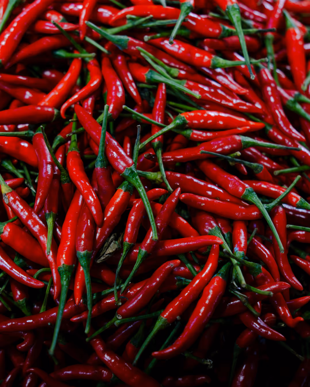 Cascabel chiles