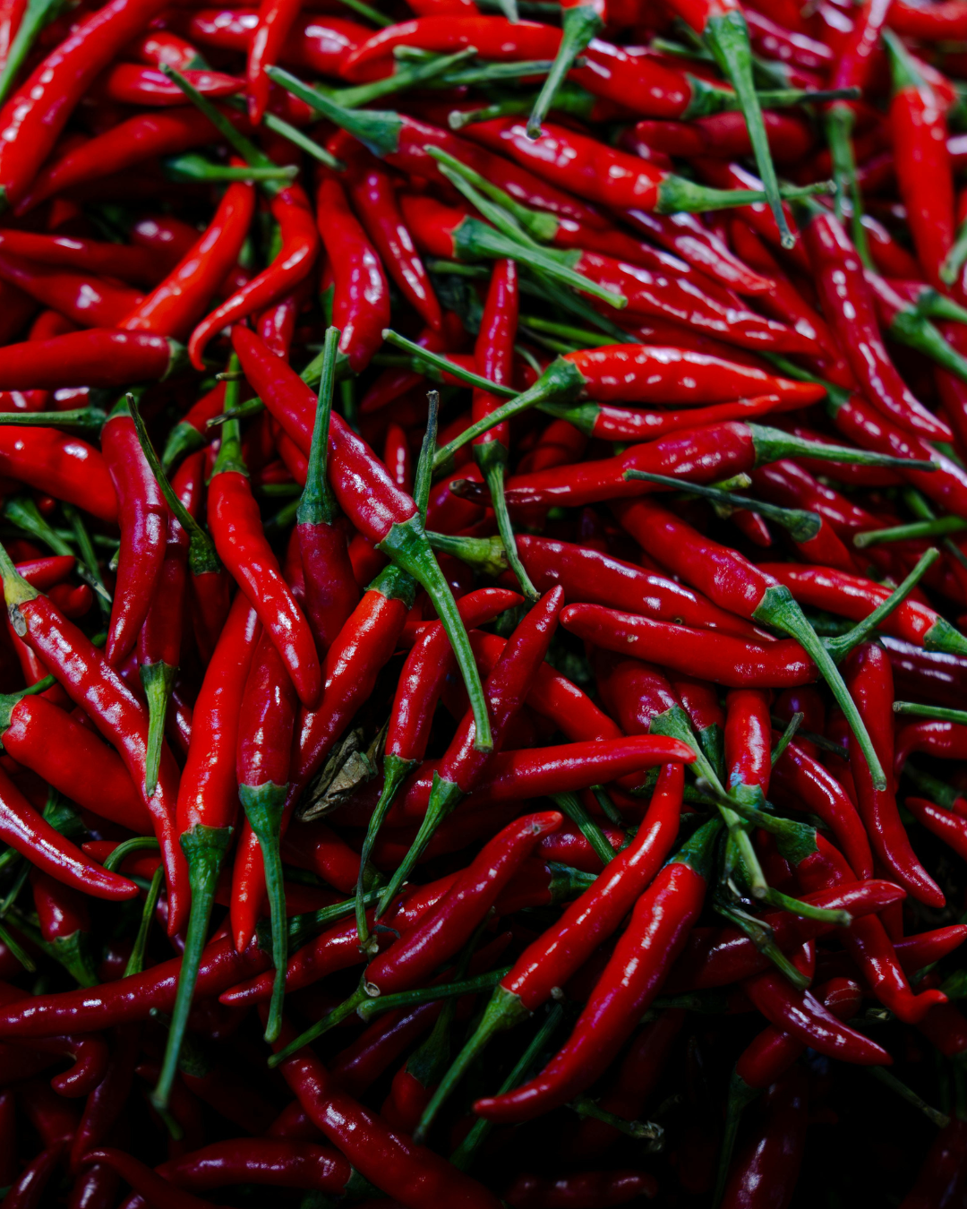 Cascabel chiles
