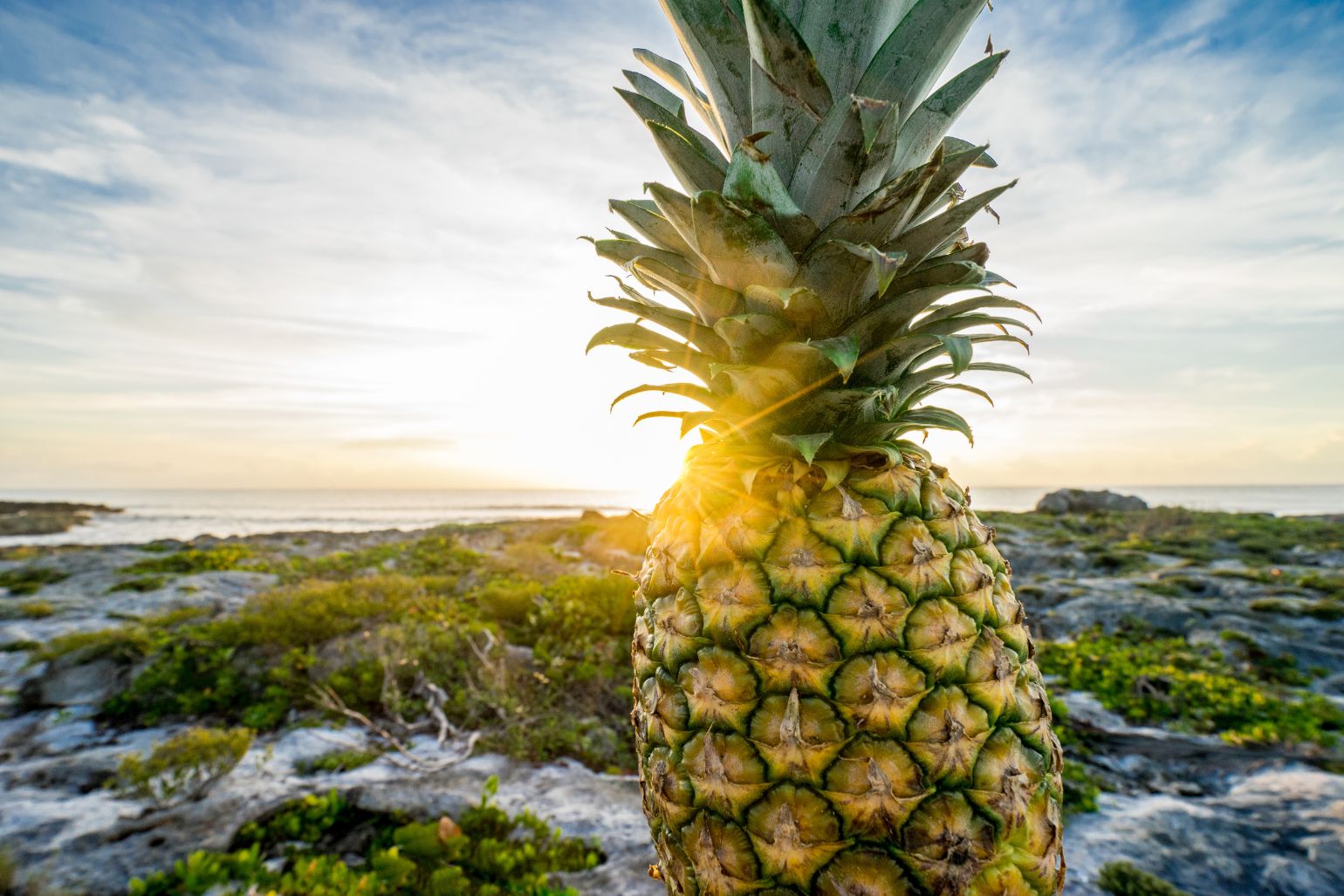 Smart Pineapple Easy Hotel Software Powered by AI