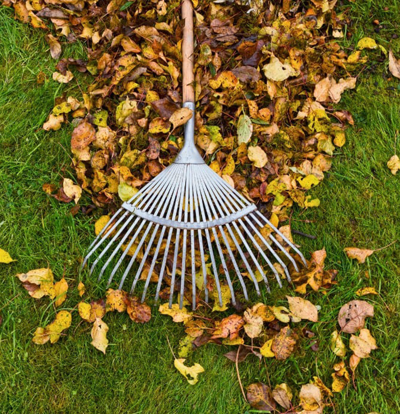 Leaf removal
