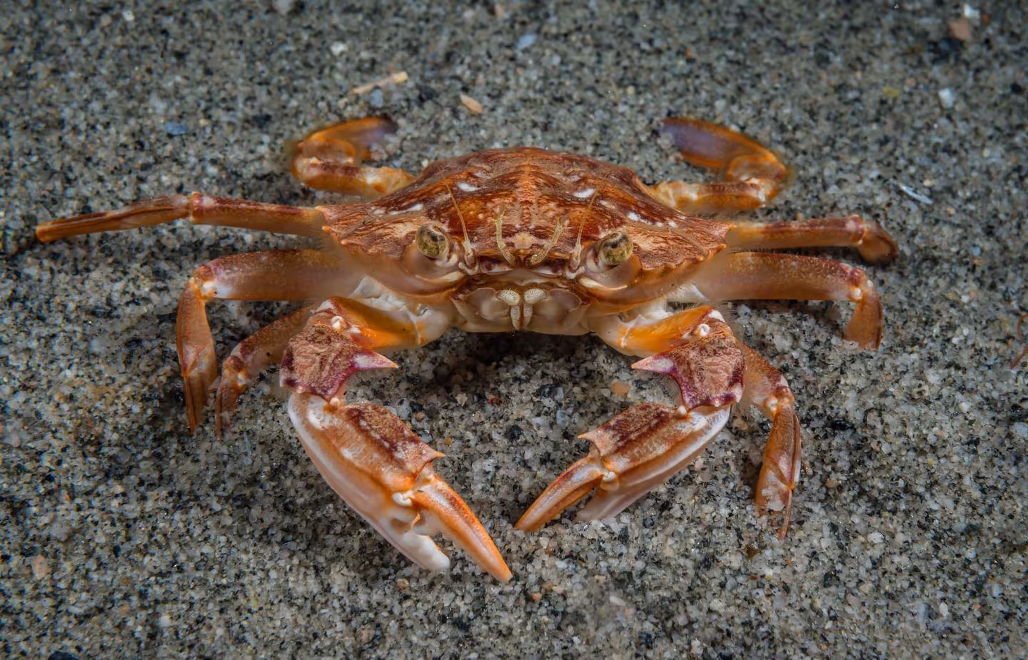 Ruderkrabbe (Liocarcinus depurator)