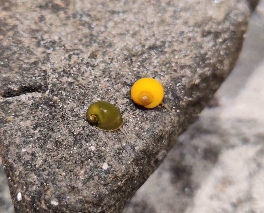 Caracol de Buttstrand
