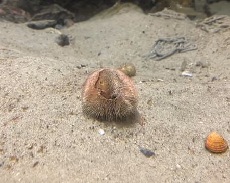 ratón de mar de arena