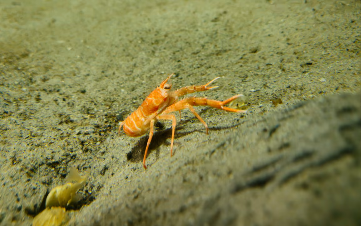 Cangrejo de barro