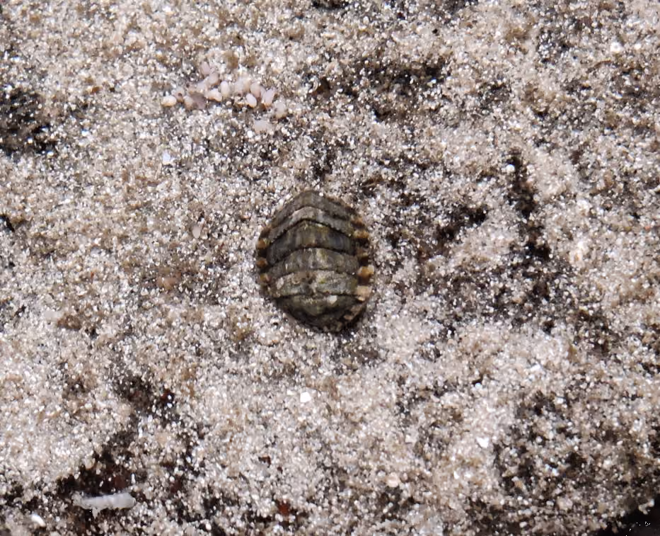 Caracol jaspeado