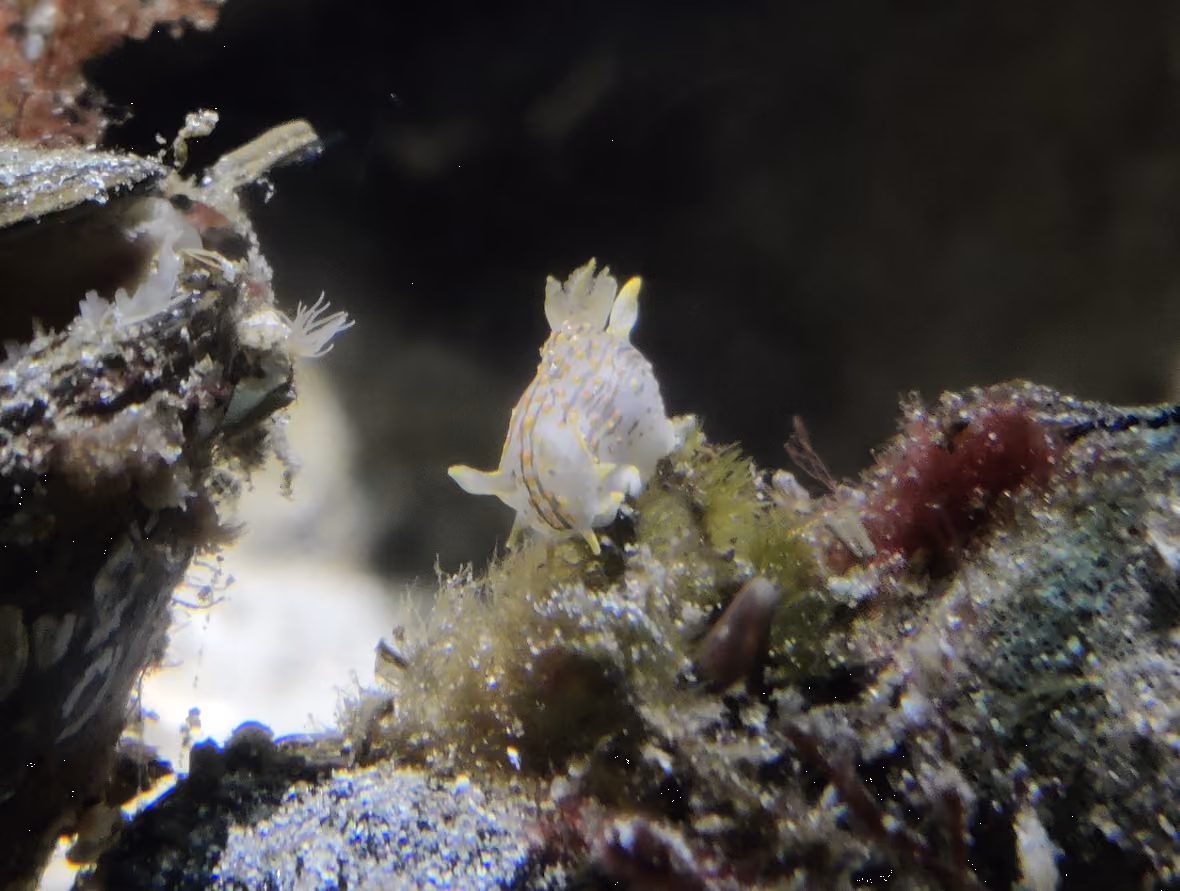 Polycera quadrilineata