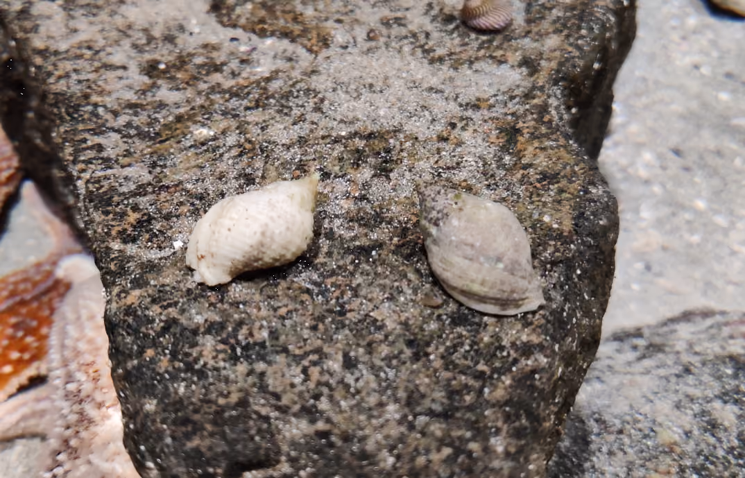 Caracol púrpura