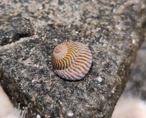 Caracol cono liso