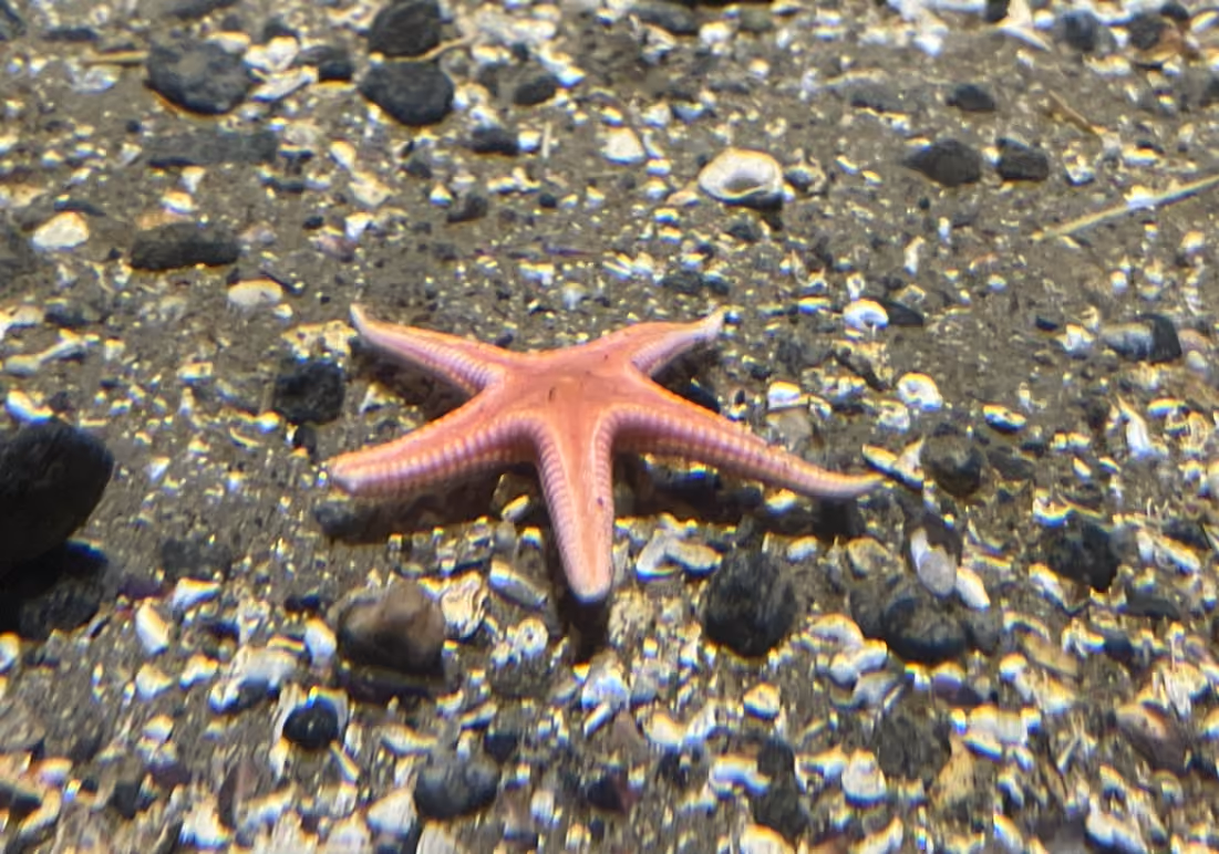 Estrella de mar de Andrómeda