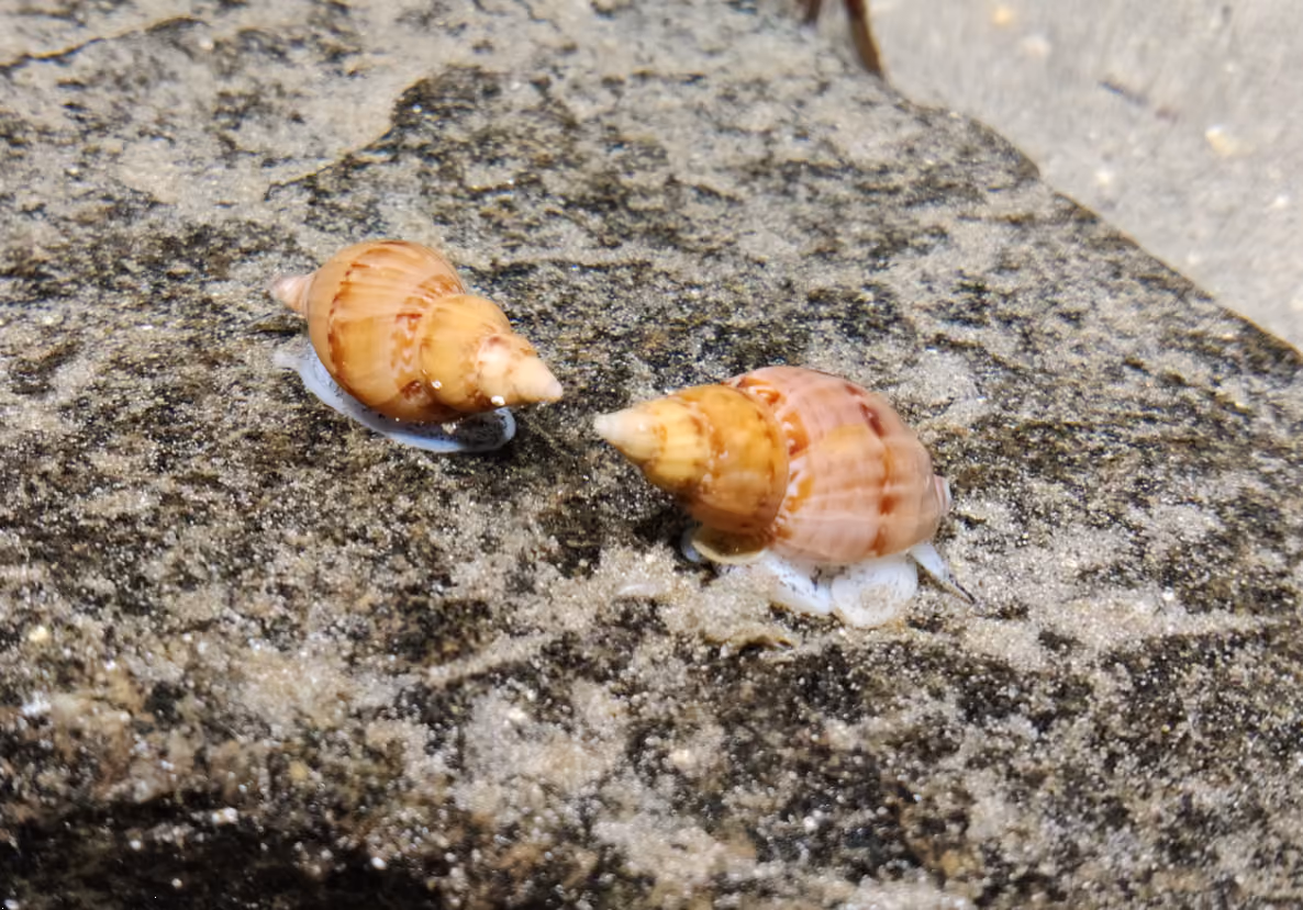 Buccinum humphreysianum