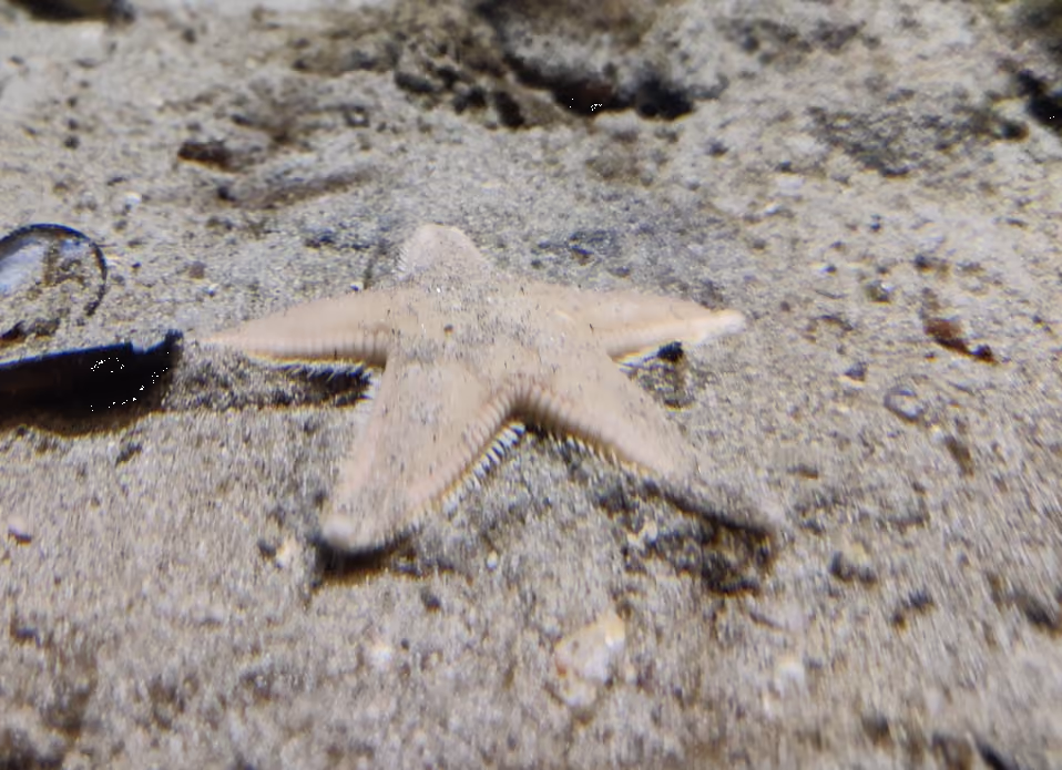 estrella de peine