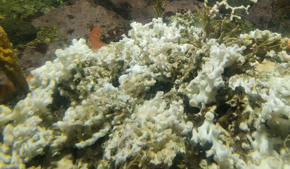 coral ojo