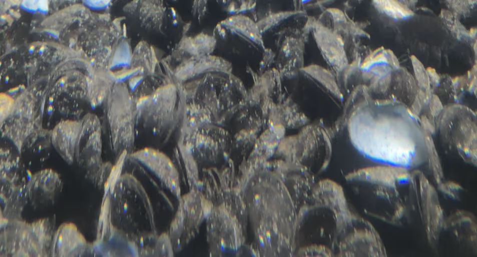 Mejillones