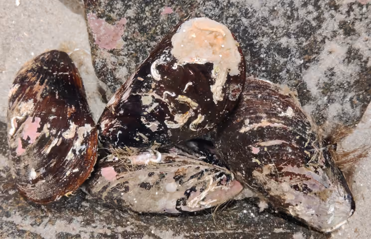 O-shells