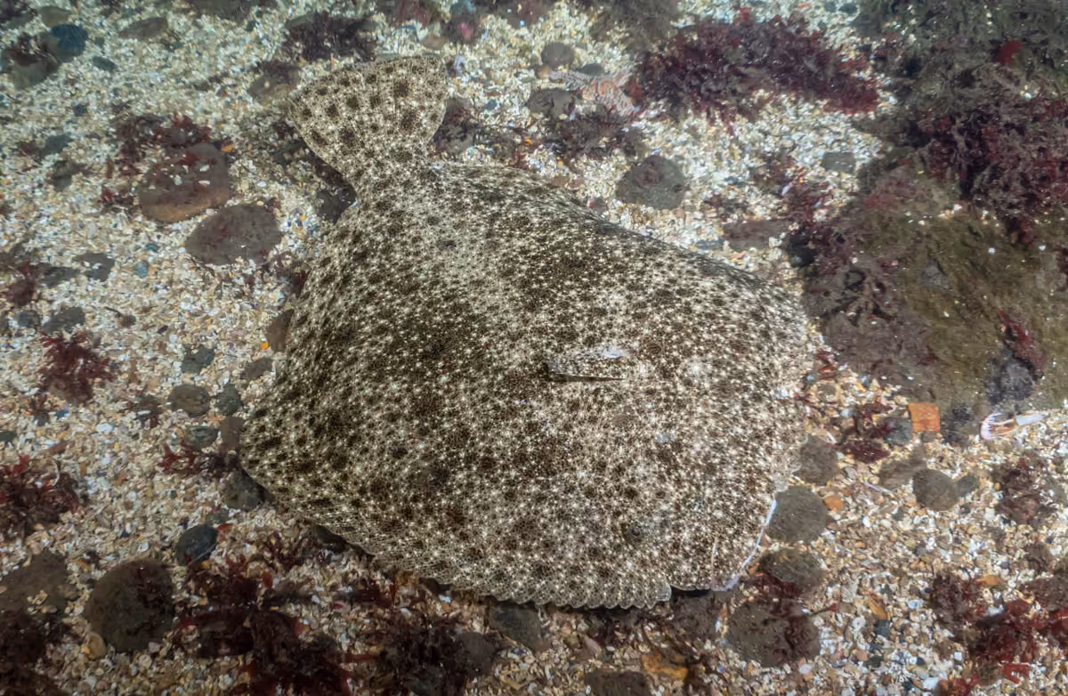 Rodaballo