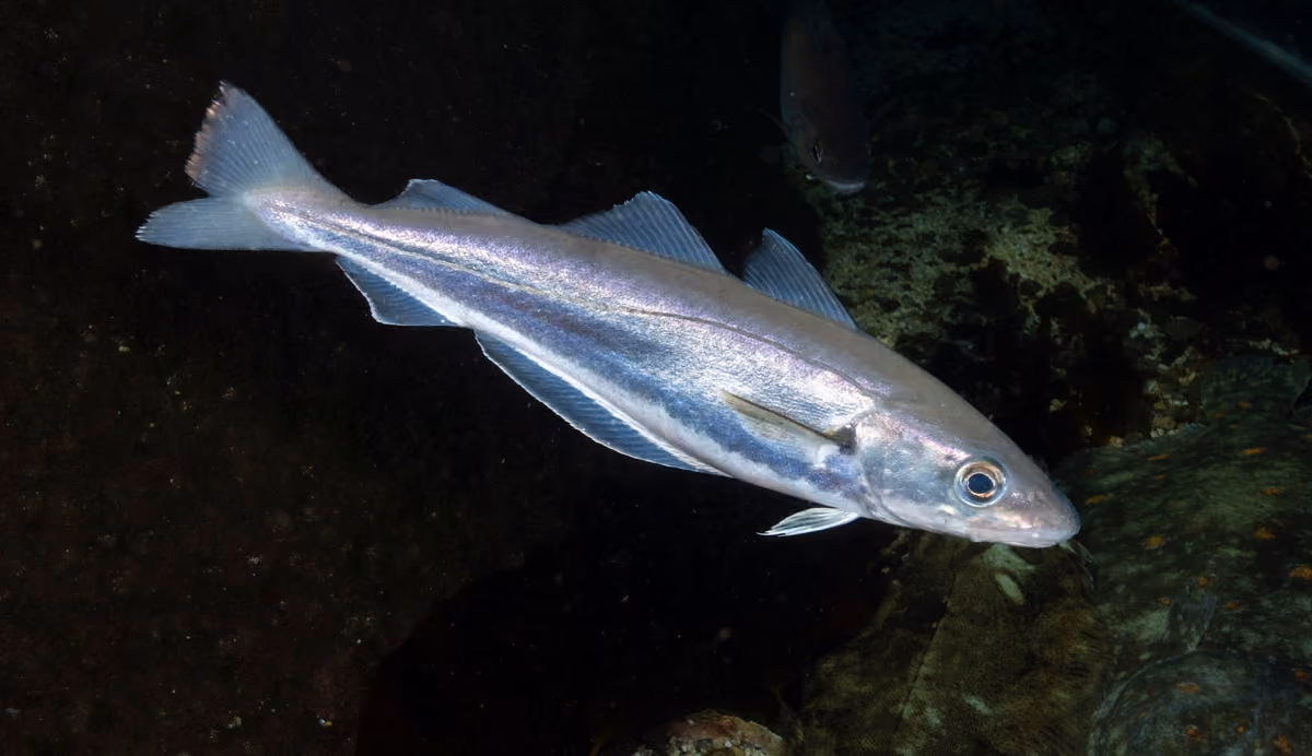 Pescadilla