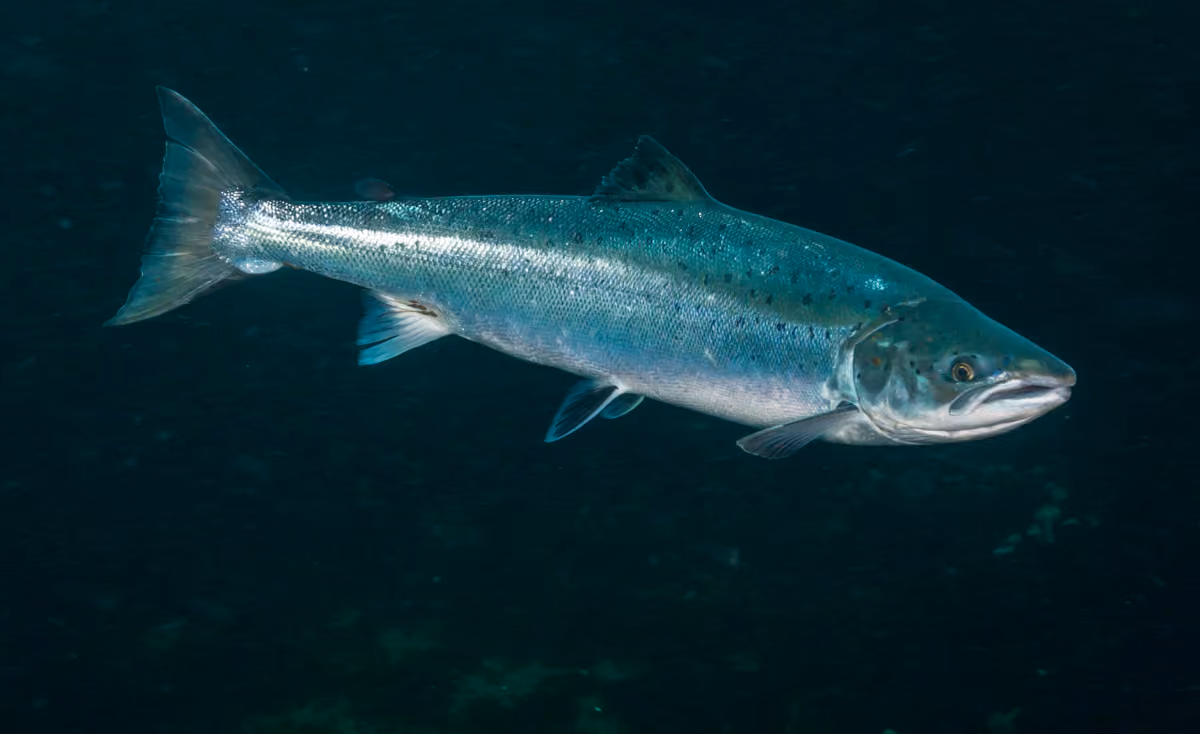 Salmón