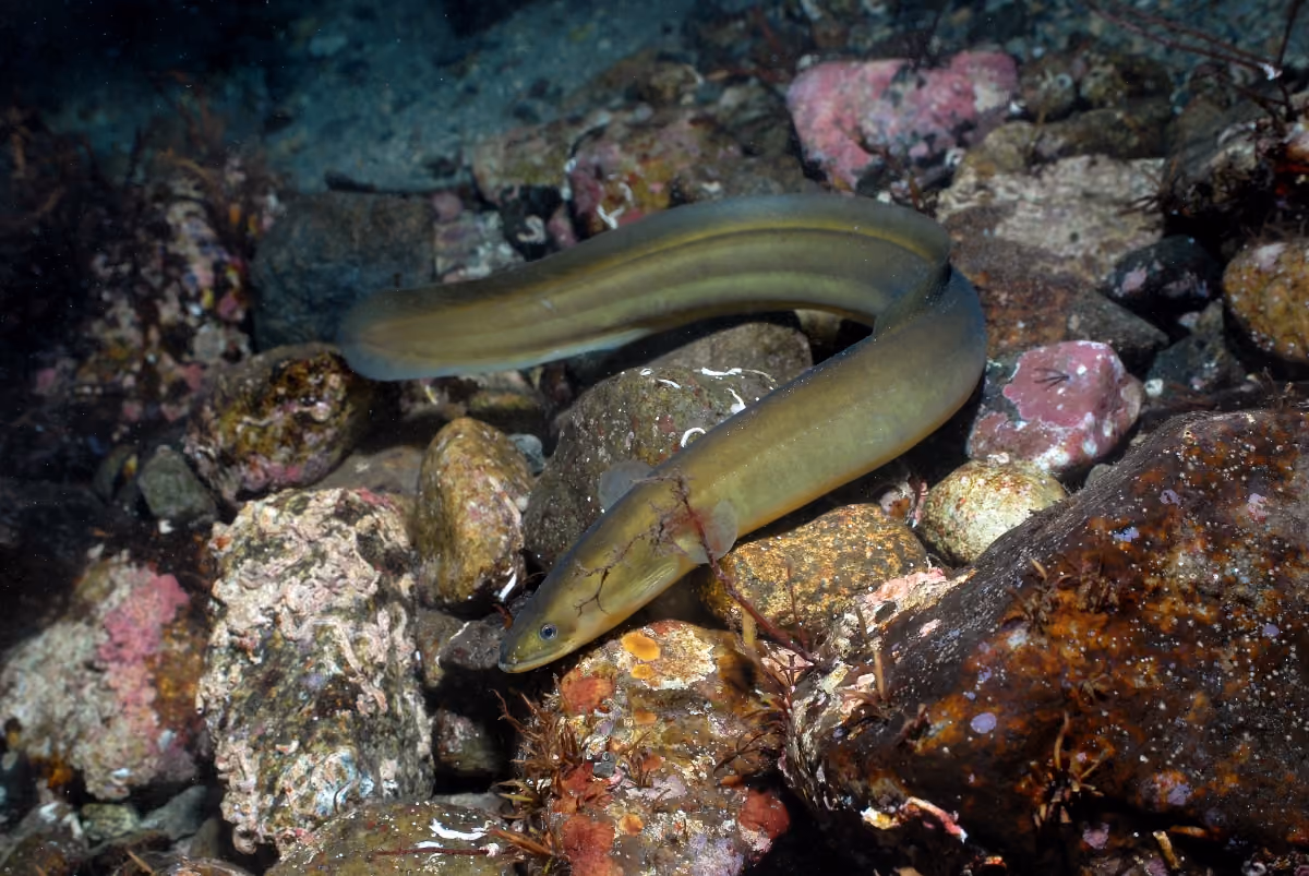 Anguila