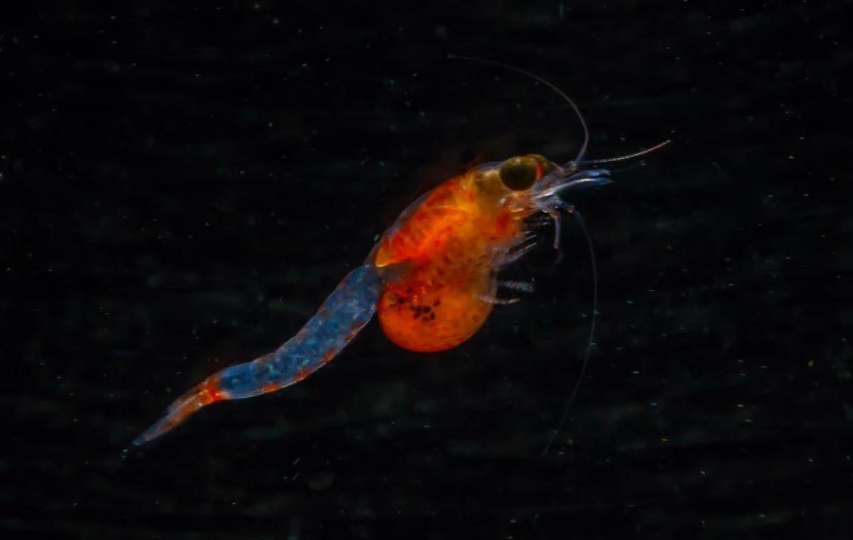 Gamba