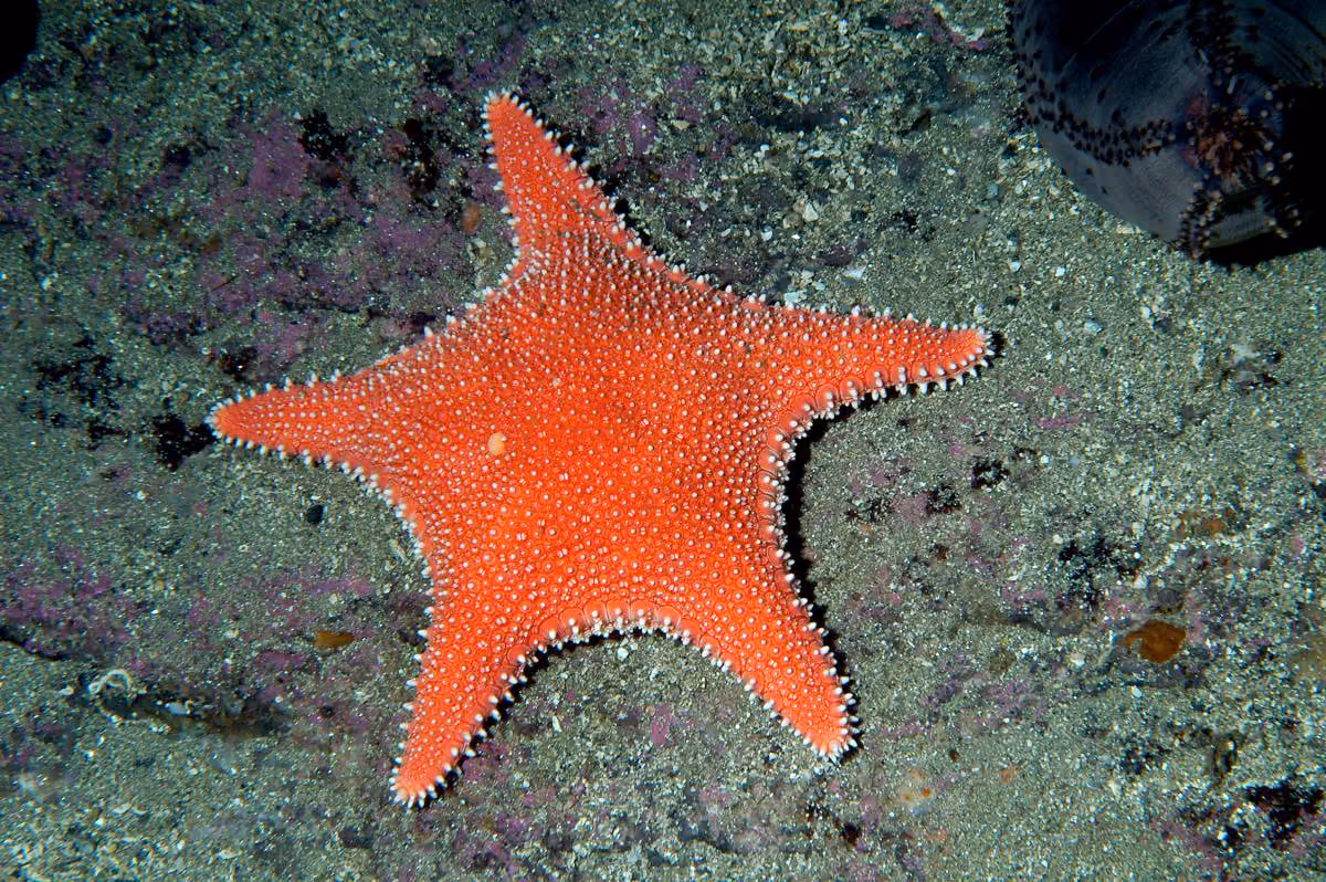 Estrella de mar de Knudders