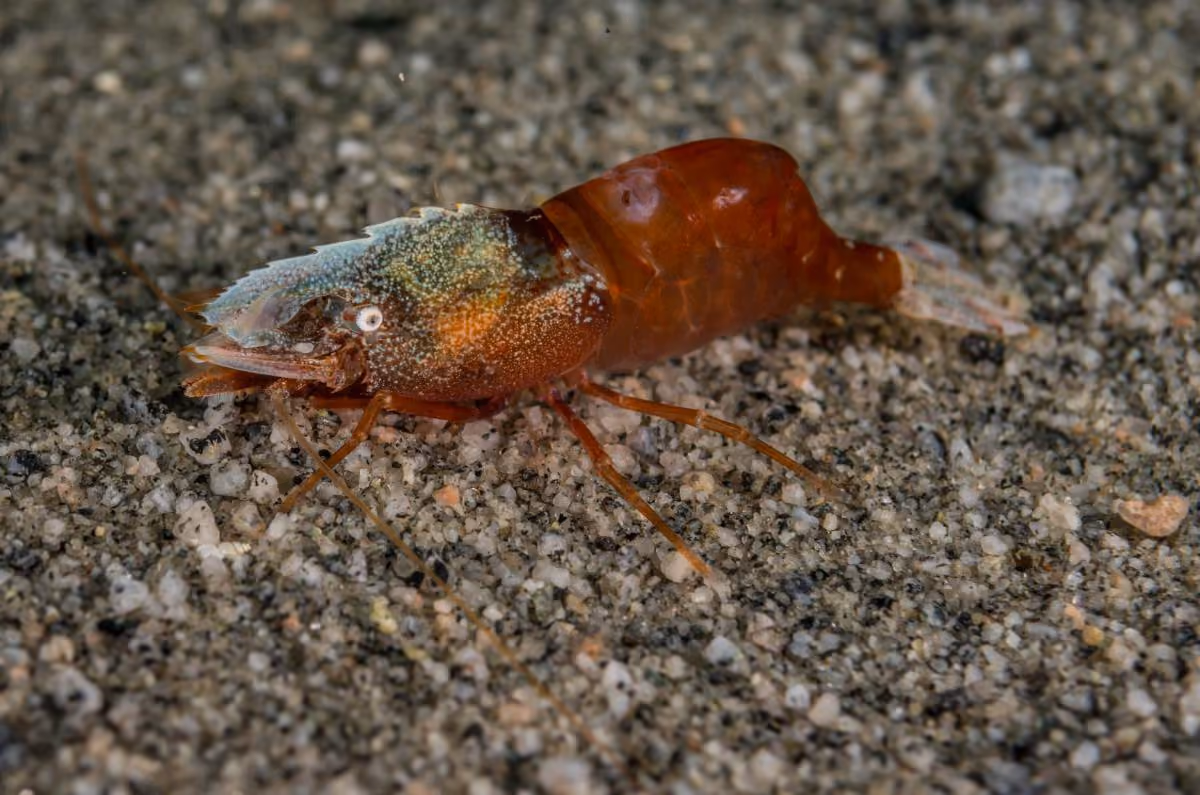 Camarones de camuflaje