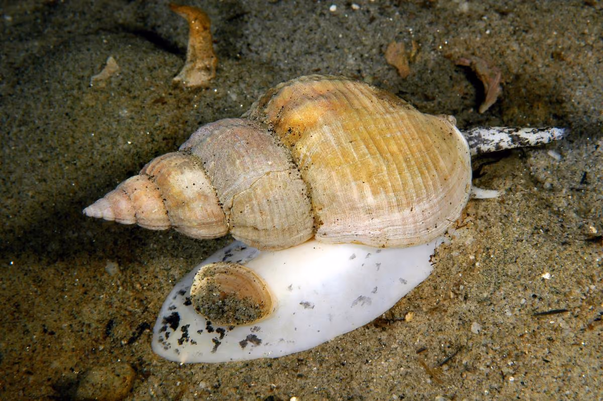 Caracol rey