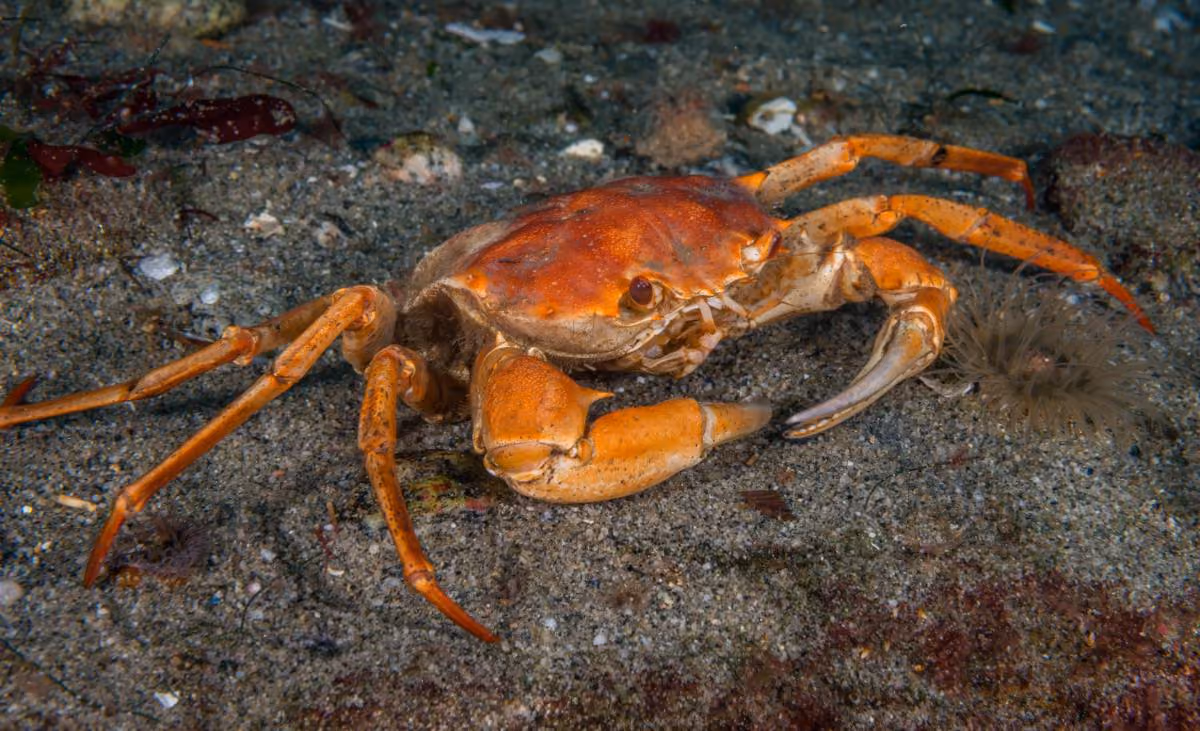 cangrejo de aguas profundas