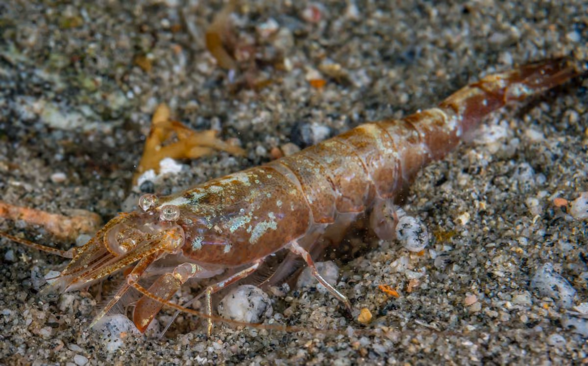 Camarones de caballo