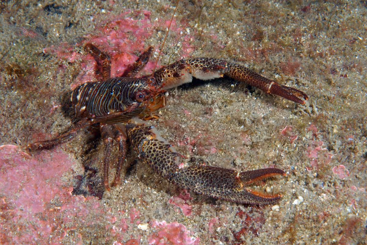 Galathea squamifera (langosta calamar)